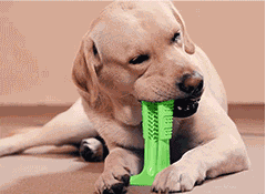 Mordedor e Escova de Dentes Para Cães Antiestresse - Pet Brush